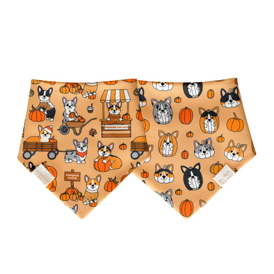 Pumpkin Patch Corgis