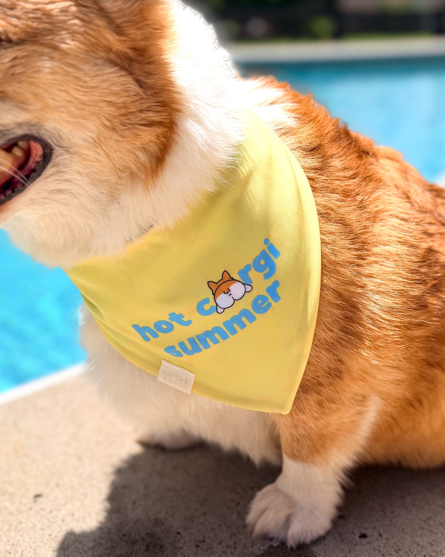 Hot Corgi Summer (pick your corgi)